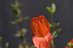 Scarlet calamint